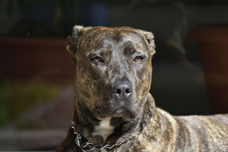 Perros peligrosos en España: Ley, razas y requisitos 2026