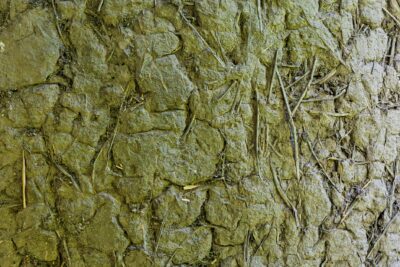  Ph suelo arcilloso: Mejores plantas para suelos arcillosos