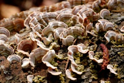  Pitiriasis versicolor: hongos y manchas en la piel, tratamiento