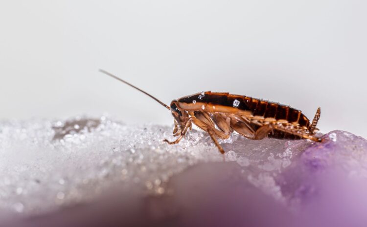  Plaga de pulgas: Cómo combatirlas eficazmente en casa