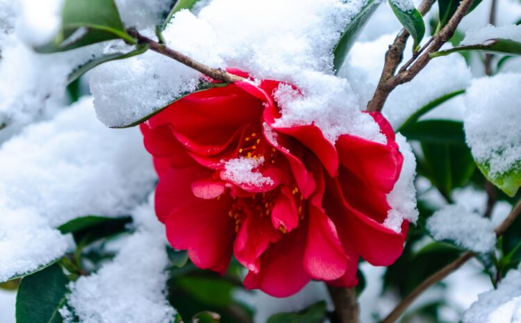  Planta de invierno con flor: descubre las mejores flores de invierno