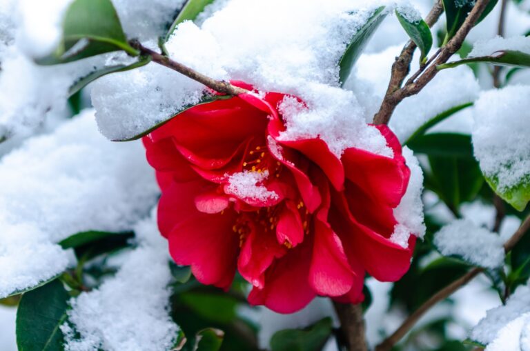 Planta de invierno con flor: descubre las mejores flores de invierno