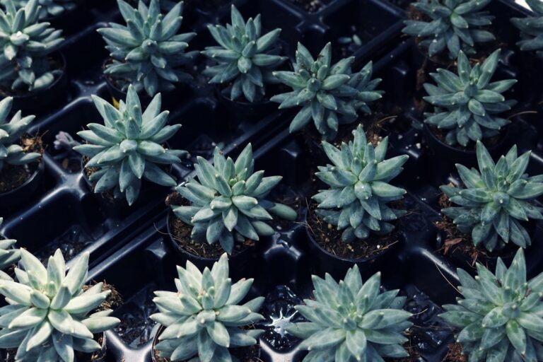 Plantas ahogadas: causas, signos y soluciones efectivas