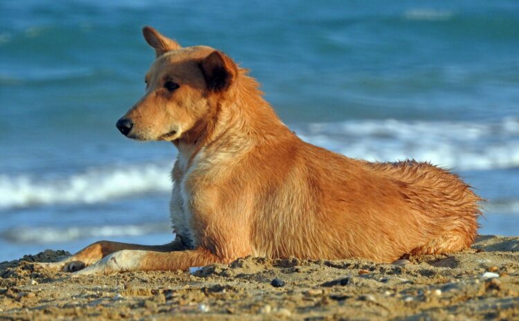  Playa caninas Valencia: Disfruta del mar con tu perro