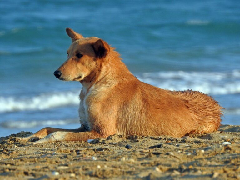 Playa caninas Valencia: Disfruta del mar con tu perro
