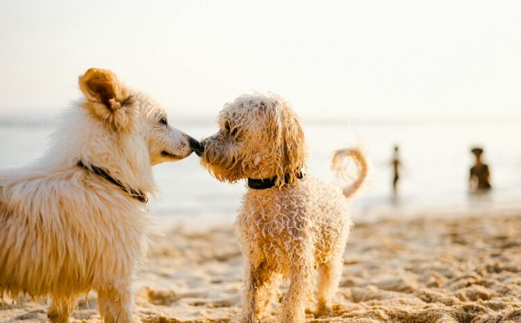  Playas de perros: Mejores playas Mallorca para perros y más