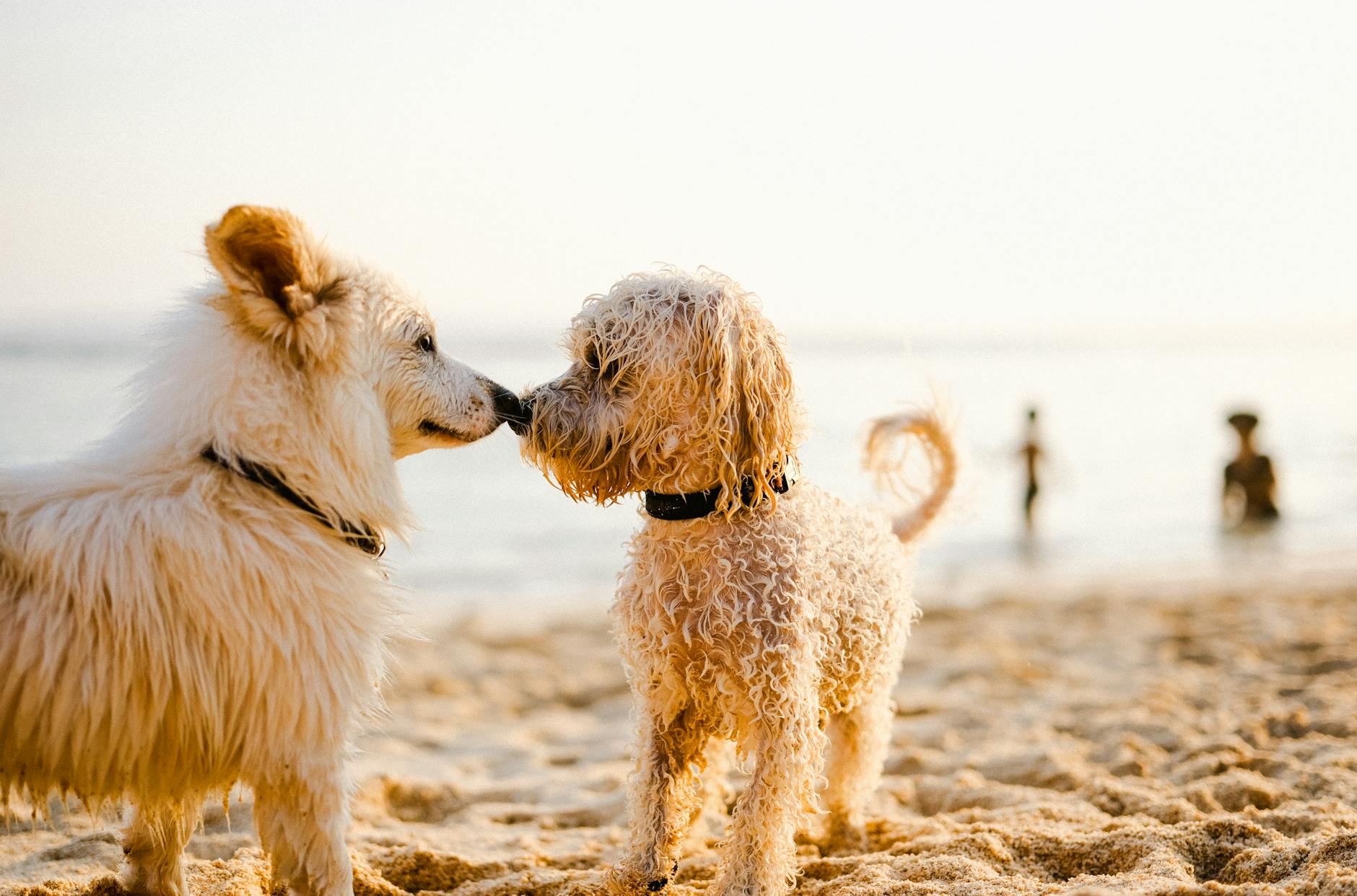 playas de perros mejores playas mallorca para perros y mas