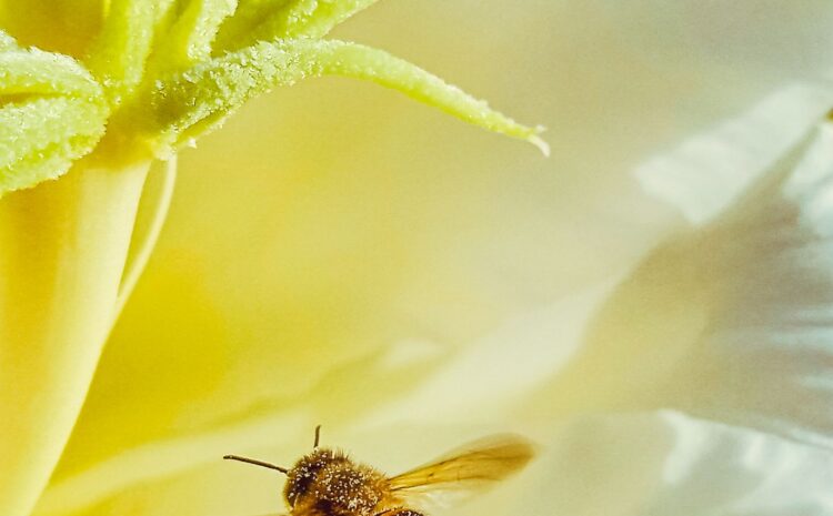  Propiedades del polen de abeja: ¿Para qué sirve y cómo comprar?