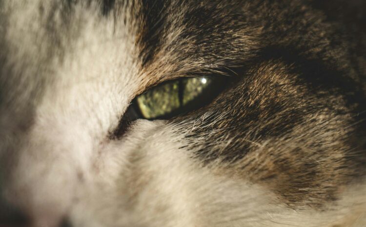  Pupilas gatos: Síndrome del ojo de gato y sus características