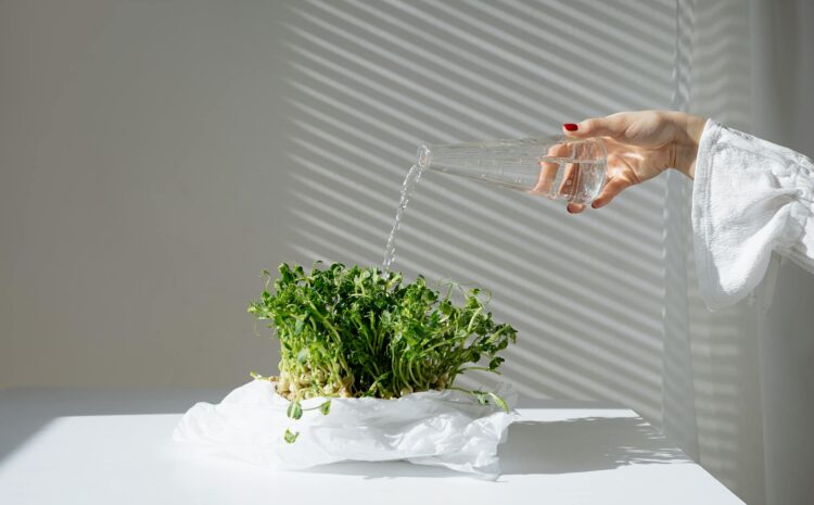  Qué necesitan las plantas para vivir: agua, luz y nutrientes