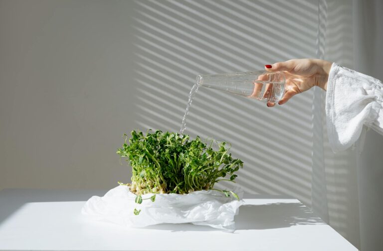 Qué necesitan las plantas para vivir: agua, luz y nutrientes