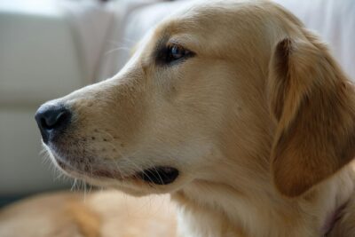  Razas de perros guía: Labrador y Golden Retriever destacados