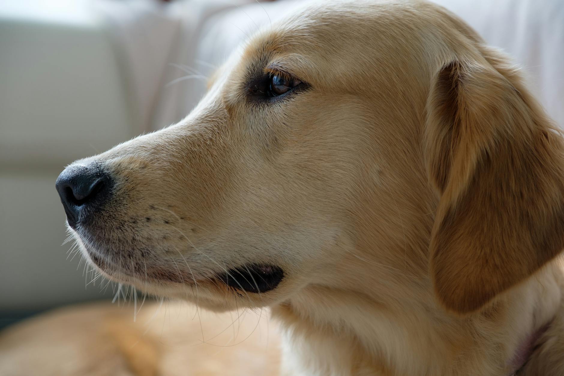 razas de perros guia labrador y golden retriever destacados