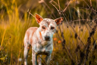  Síndrome de Cushing en perros: guía sobre la enfermedad Cushing