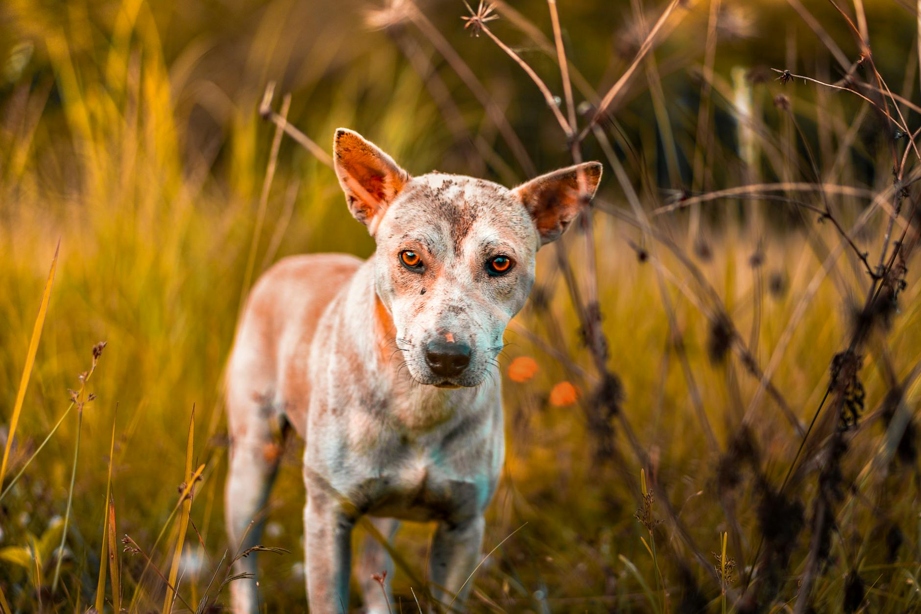 sindrome de cushing en perros guia sobre la enfermedad cushing
