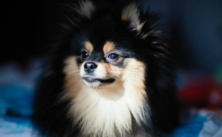  Spitz alemán pequeño: Cuidados y características del perro spitz