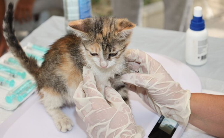  Tratamiento PIF: Guía sobre la Peritonitis Infecciosa Felina