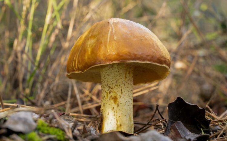  Venenoso clases de boletus: Identifica boletus venenoso seguro